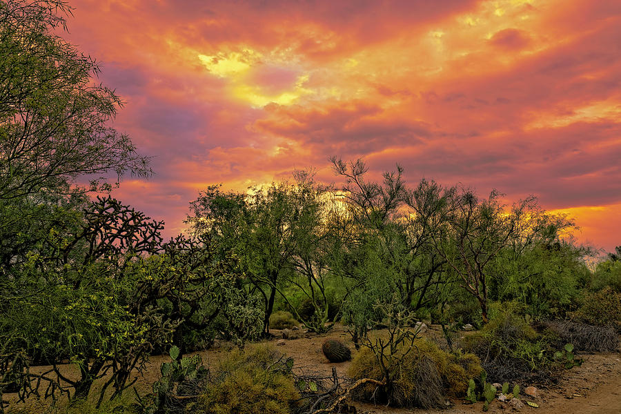 Nature Photograph - Sonoran Desert Sunset h44 by Mark Myhaver