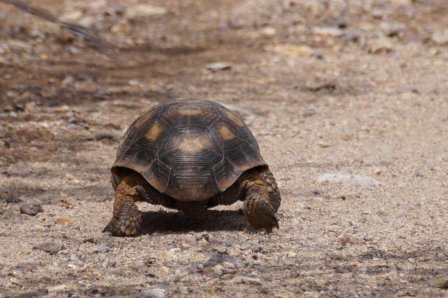 Sonoran Desert Tortoise Photograph by Dennis Boyd - Fine Art America