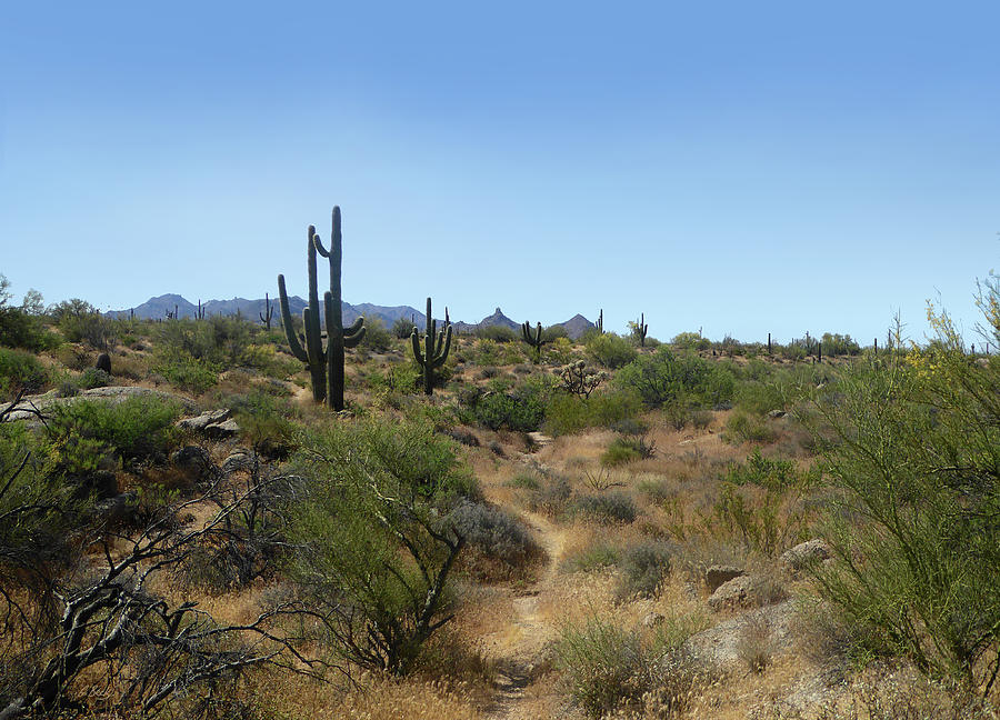 Sonoran Desert Trail Photograph by Gordon Beck