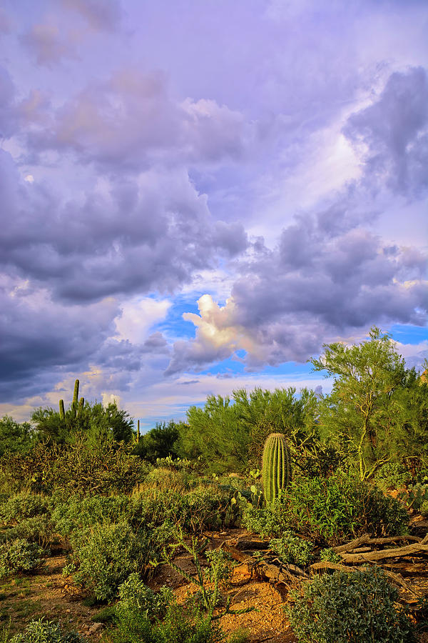 Sonoran Desert v13 Photograph by Mark Myhaver