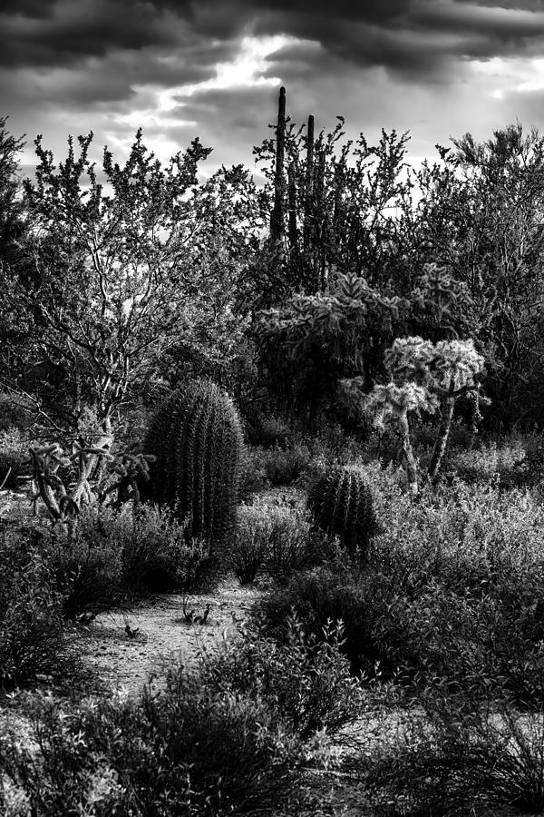 Sonoran Desert V40 Photograph by Mark Myhaver