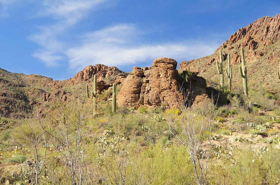 Sonoran Desert View Photograph by Jonathan Sabin