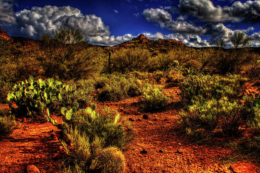 Sonoran Desert Winter 02 Photograph by Roger Passman