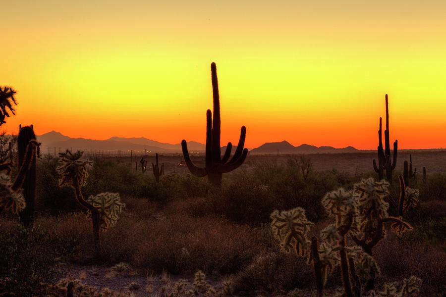 Sonoran Glow Photograph by Sue Cullumber