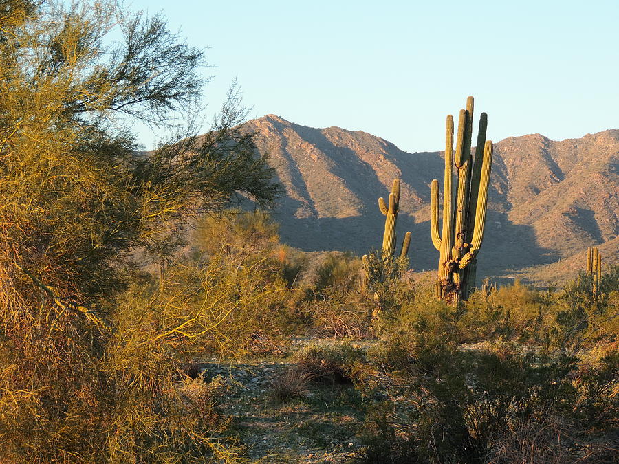 Sonoran Desert Icons Photograph by Bill Tomsa