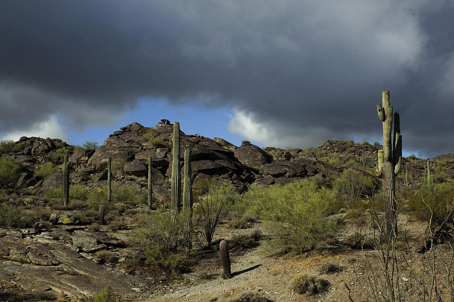 Sonoran Landscape Photograph by Sue Cullumber