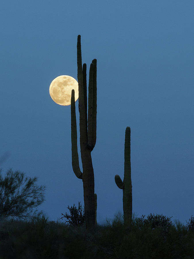 Sonoran Moon Photograph by Sue Cullumber