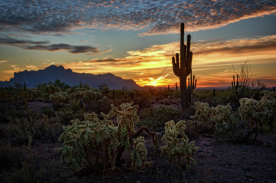 Sonoran Morning Calling  Photograph by Saija Lehtonen