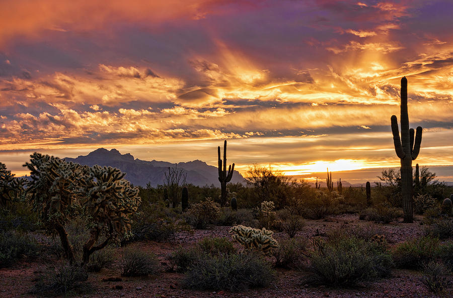 Nature Photograph - Sonoran Saguaro Sunrise  by Saija Lehtonen