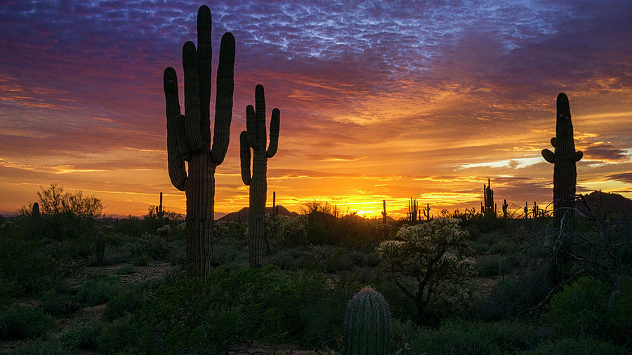 Sonoran Saguaro Sunset  Photograph by Saija Lehtonen