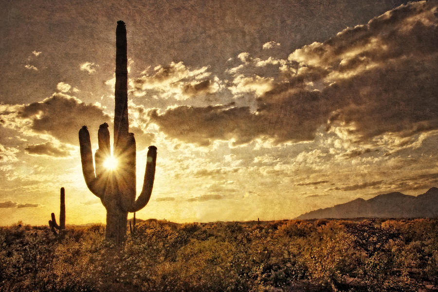 Sonoran Silhouette Photograph by Leda Robertson