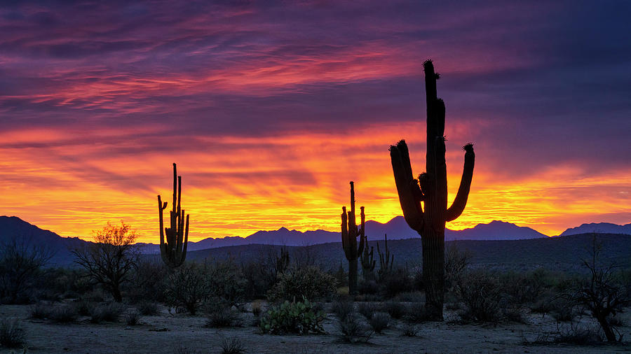 Sunset Photograph - Sonoran Silhouette by Saija Lehtonen