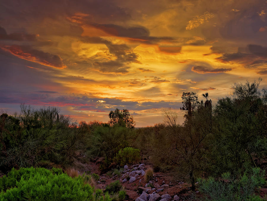 Nature Photograph - Sonoran Sonata h01 by Mark Myhaver