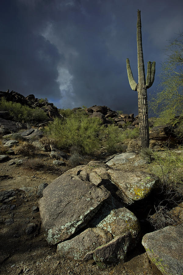 Sonoran Splendor Photograph by Sue Cullumber