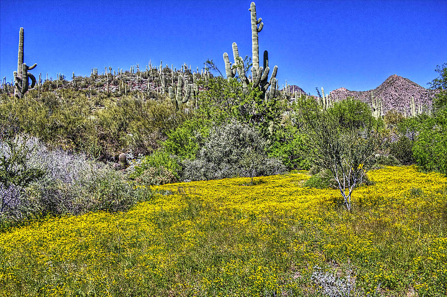 Desert Photograph - Sonoran Spring 3 by Roger Passman