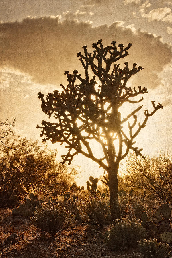 Sonoran Sun Photograph by Leda Robertson