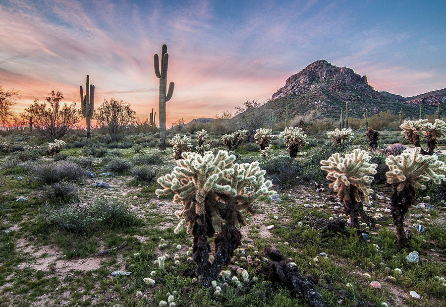 Sonoran Sunrise Photograph by Jim Painter