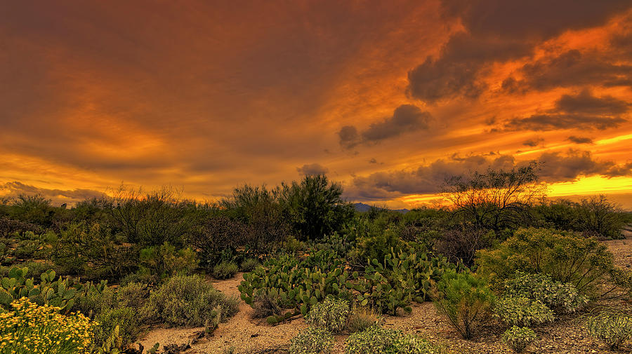 Nature Photograph - Sonoran Sunset h4 by Mark Myhaver