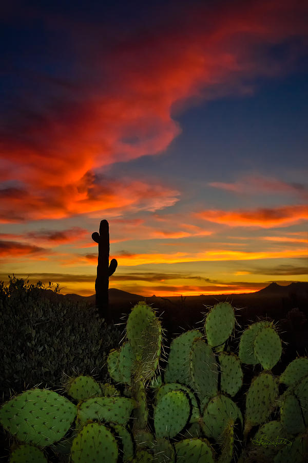 Sunset Photograph - Sonoran Sunset by Renee Sullivan