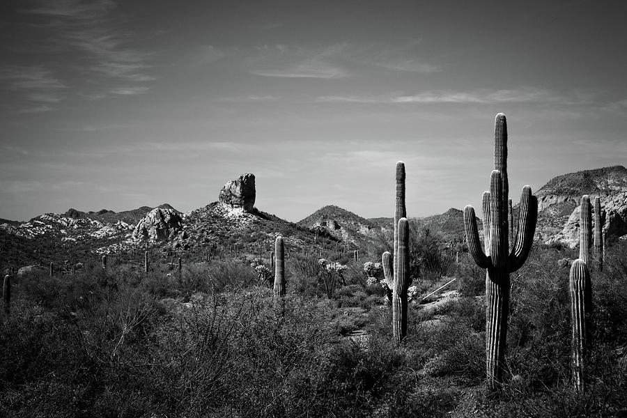 Sonoran Photograph by Tony Nardecchia - Fine Art America