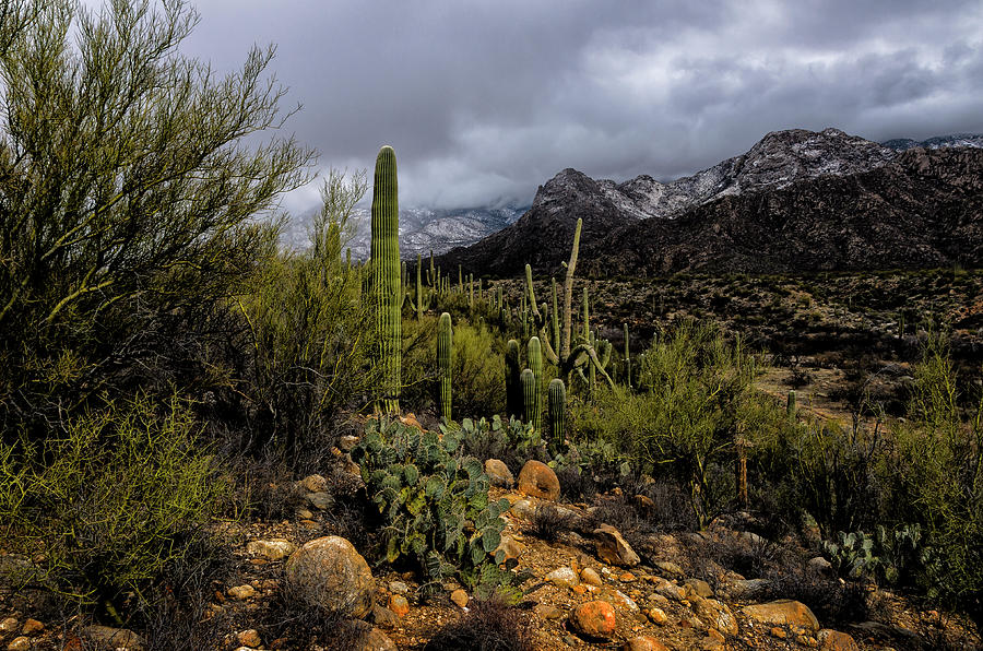 Mountain Photograph - Sonoran Winter No.1 by Mark Myhaver