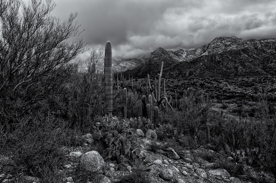 Winter Photograph - Sonoran Winter No.2 by Mark Myhaver