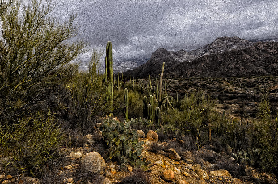 Sonoran Winter No.3 Photograph by Mark Myhaver