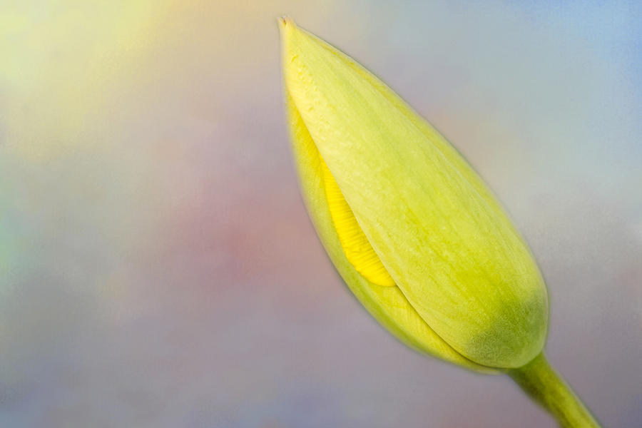 Soon A Tulip Photograph by Cathy Kovarik
