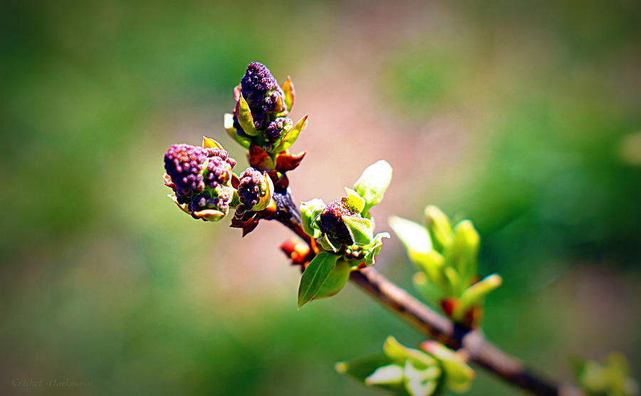 Flower Photograph - Soon To Be Lilacs by Cricket Hackmann