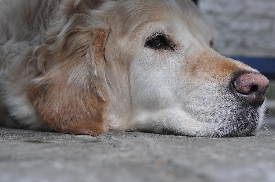 Soooo tired Photograph by Eduard Meinema - Fine Art America