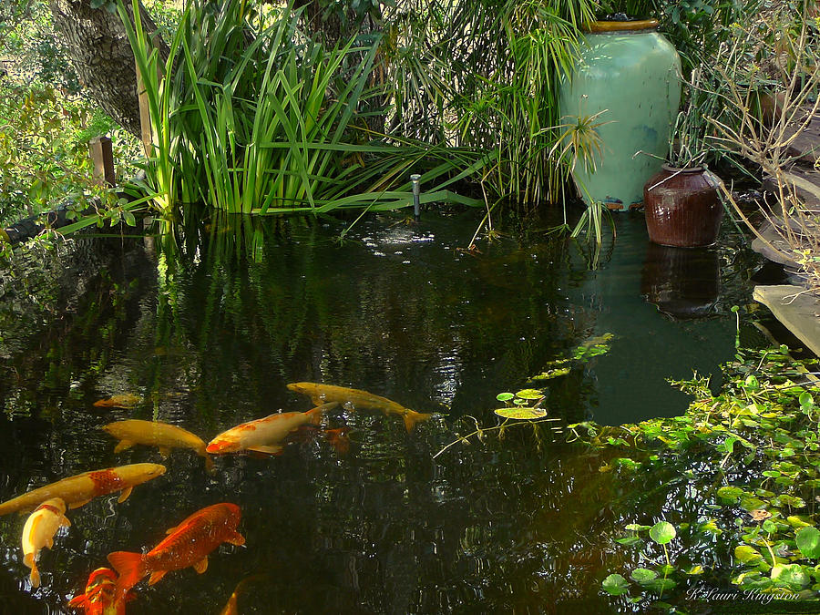 Soothing Koi Pond Photograph by K L Kingston