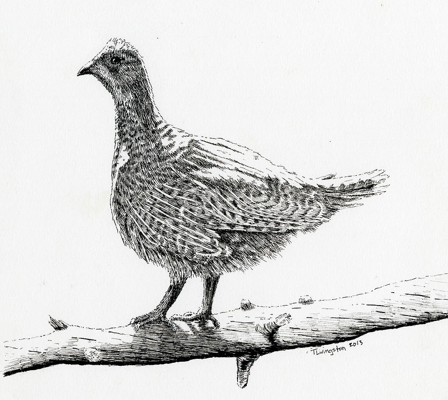 Sooty Grouse Drawing by Timothy Livingston