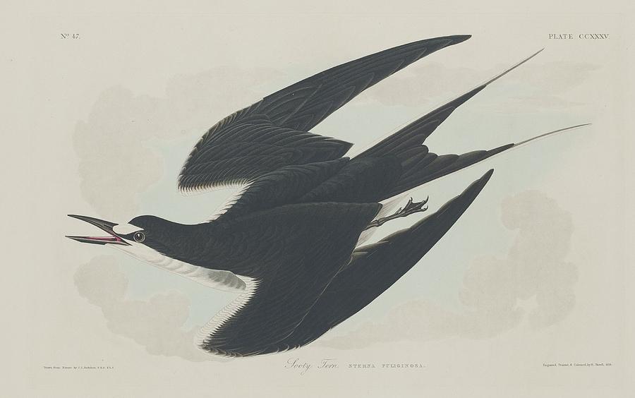 John James Audubon Drawing - Sooty Tern by Dreyer Wildlife Print Collections 