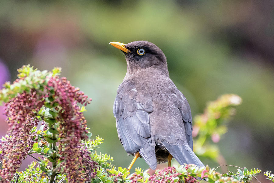 Sooty Thrush Photograph By Mike Timmons - Fine Art America