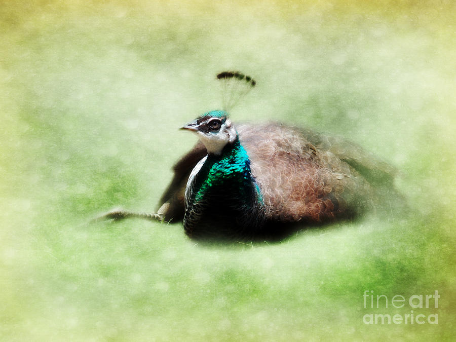 Peacock Photograph - Sophisticated  by Anita Faye
