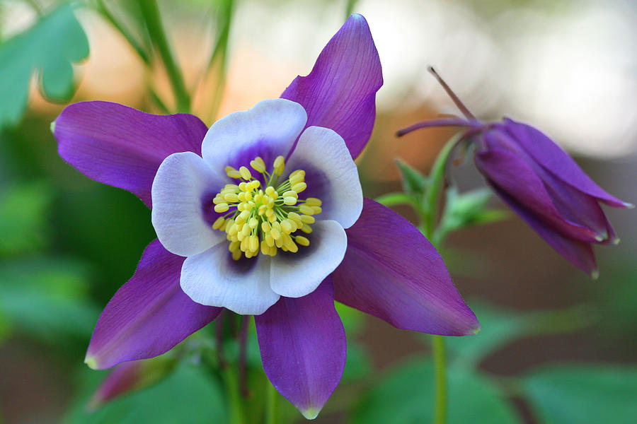 Sophisticated Columbine Photograph by Tammy Pool
