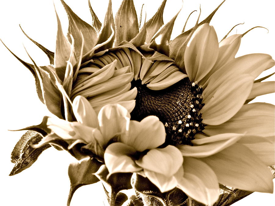 Sunflower Photograph - Sophisticated by Gwyn Newcombe