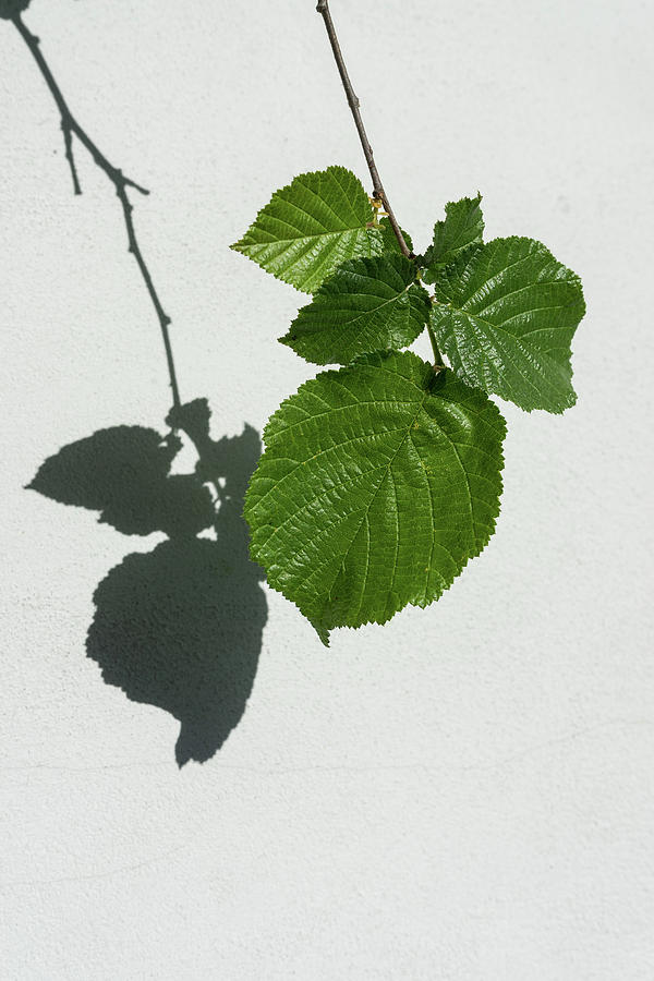 Hazelnut Photograph - Sophisticated Shadows - Glossy Hazelnut Leaves on White Stucco - Vertical View Down Left by Georgia Mizuleva