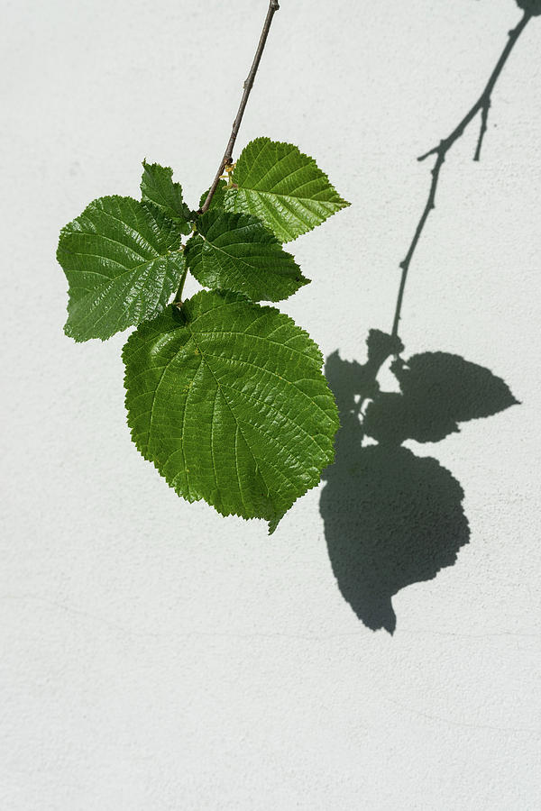 Sophisticated Shadows - Glossy Hazelnut Leaves on White Stucco - Vertical View Down Right Photograph by Georgia Mizuleva