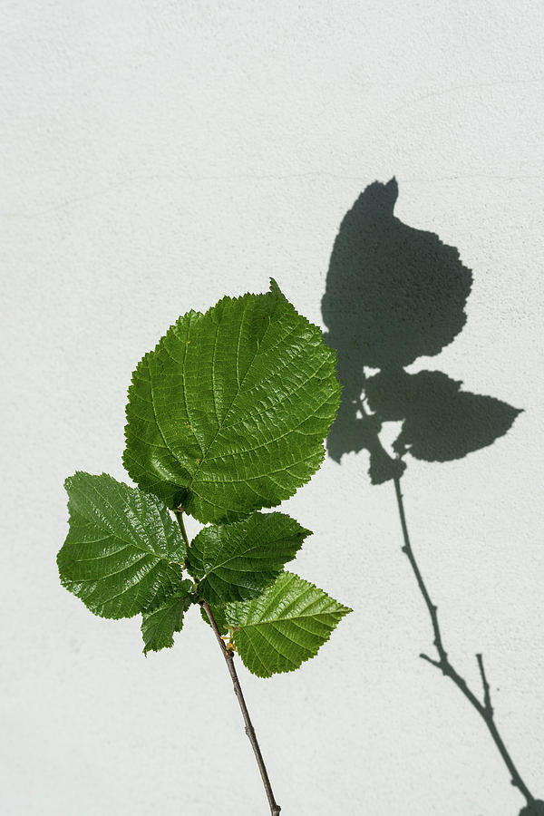 Sophisticated Shadows - Glossy Hazelnut Leaves on White Stucco - Vertical View Upwards Right Photograph by Georgia Mizuleva