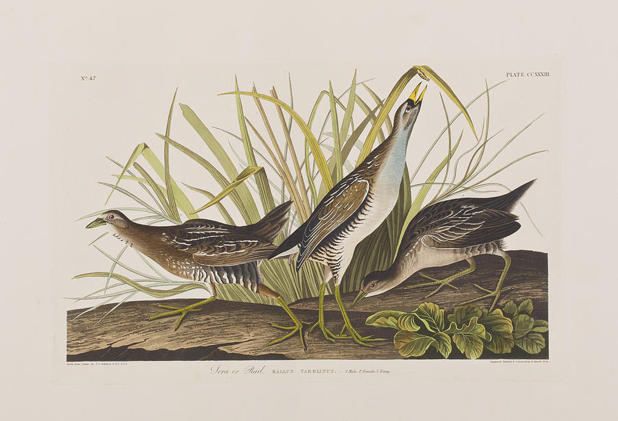 John James Audubon Painting - Sora or Rail by John James Audubon