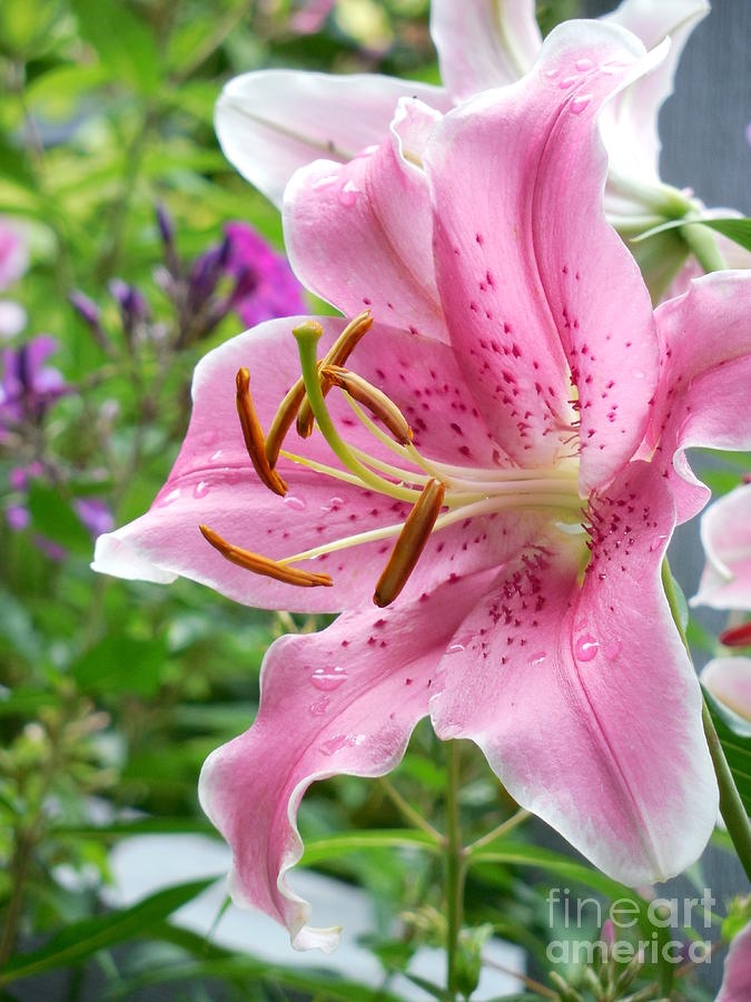 Sorbonne Lily And Phlox Vertical Photograph by Rowena Throckmorton