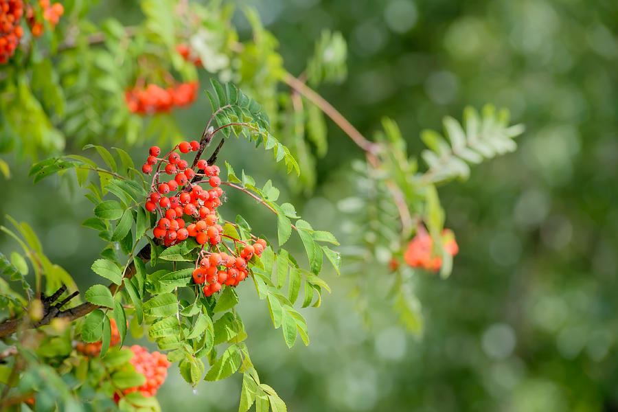 Sorbus Red Fruits Photograph by Alain De Maximy - Pixels