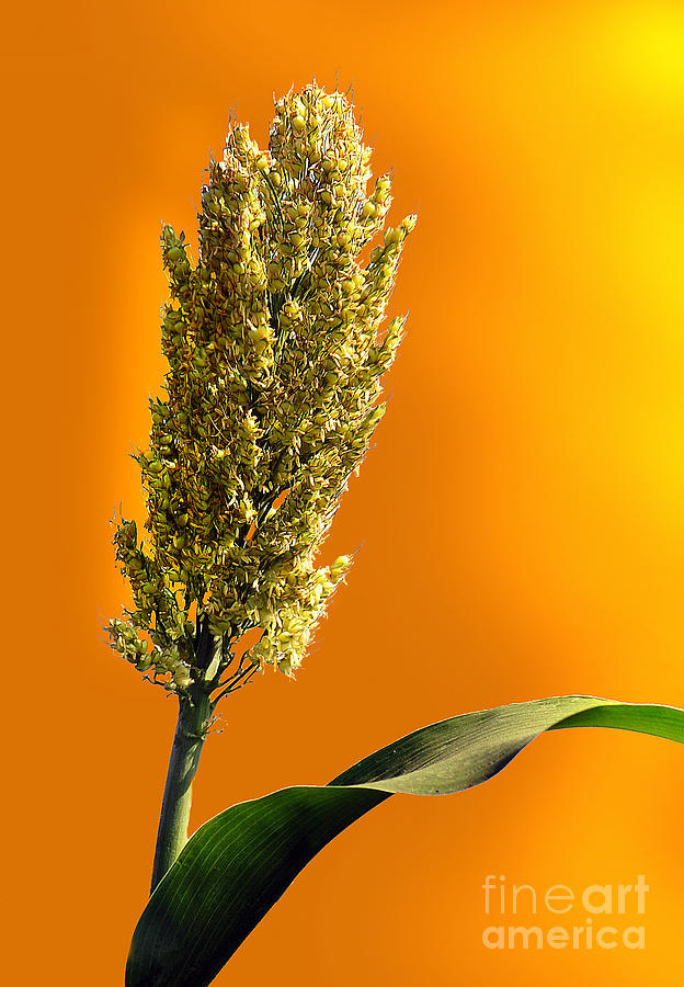 Sorghum  Photograph by Charuhas Images