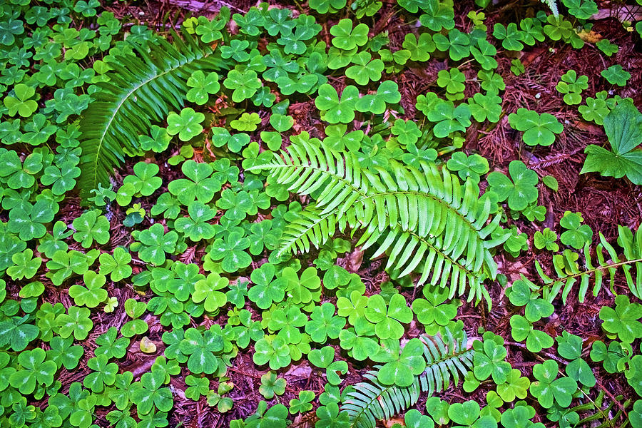 Sorrel and Ferns in Muir Red Woods National Monument, California Photograph by Ruth Hager