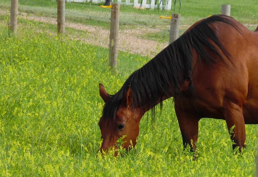 Sorrel Horse Photograph by Pamela Pursel - Fine Art America