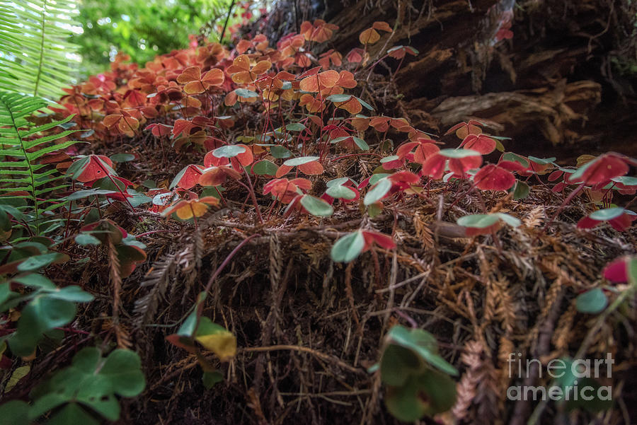 Sorrel, Moss, And Ferns On Log 1 by Al Andersen Sorrel, Moss, And Ferns On Log 1 by Al Andersen