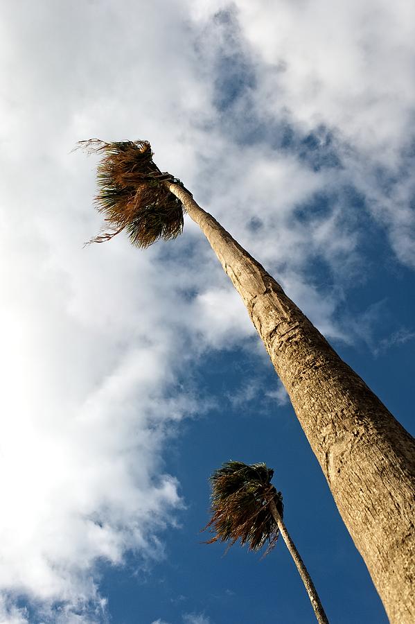 Sorrento Date Palms Photograph by Allan Van Gasbeck