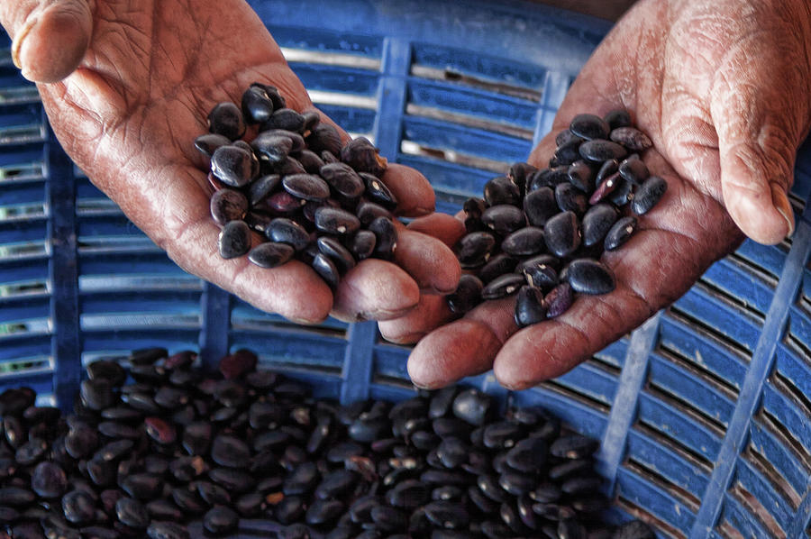 Sorting black beans in Guatemala Photograph by Tatiana Travelways