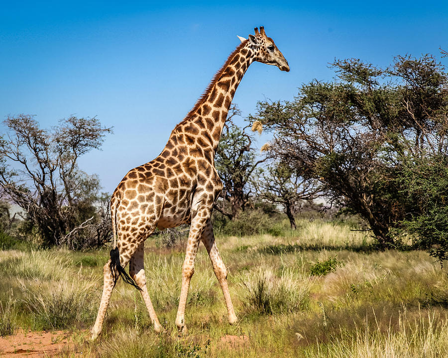 Sossulvei Giraffe Photograph by Gregory Daley  MPSA